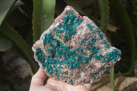 Natural Extra Large Dioptase Dolomite Specimen  x 1 From Congo