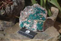 Natural Extra Large Dioptase Dolomite Specimen  x 1 From Congo