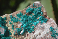 Natural Extra Large Dioptase Dolomite Specimen  x 1 From Congo