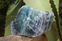 Polished One Side Polished Watermelon Fluorite Pieces  x 6 From Uis, Namibia