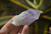 Natural Jacaranda Amethyst Crystals x 12 From Mumbwa, Zambia