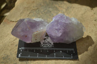 Natural Jacaranda Amethyst Crystals x 12 From Mumbwa, Zambia