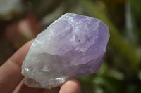 Natural Jacaranda Amethyst Crystals x 12 From Mumbwa, Zambia