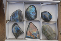 Polished Labradorite Standing Free Forms  x 6 From Madagascar