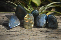 Polished Labradorite Standing Free Forms  x 6 From Madagascar