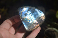 Polished Labradorite Standing Free Forms  x 6 From Madagascar