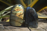 Polished Labradorite Standing Free Forms  x 6 From Madagascar