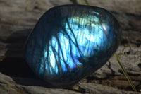 Polished Labradorite Standing Free Forms  x 6 From Madagascar