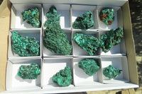 Natural Chatoyant Silky Malachite Specimens  x 12 From Kasompe, Congo