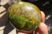 Polished Green Opal Gallets  x 16 From Antsirabe, Madagascar