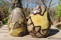 Polished Septaria Standing Free Forms x 2 From Mahajanga, Madagascar