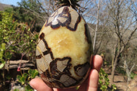 Polished Septaria Standing Free Forms x 2 From Mahajanga, Madagascar