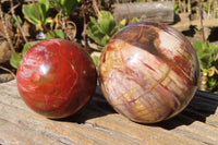 Polished Petrified Red Podocarpus Wood Spheres x 2 From Mahajanga, Madagascar