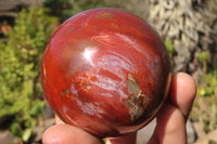 Polished Petrified Red Podocarpus Wood Spheres x 2 From Mahajanga, Madagascar