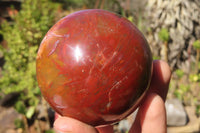 Polished Petrified Red Podocarpus Wood Spheres x 2 From Mahajanga, Madagascar