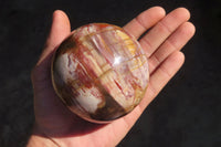 Polished Petrified Red Podocarpus Wood Spheres x 2 From Mahajanga, Madagascar