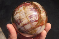 Polished Petrified Red Podocarpus Wood Spheres x 2 From Mahajanga, Madagascar