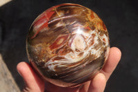 Polished Petrified Red Podocarpus Wood Spheres x 2 From Mahajanga, Madagascar