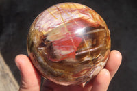 Polished Petrified Red Podocarpus Wood Spheres x 2 From Mahajanga, Madagascar