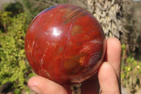 Polished Petrified Red Podocarpus Wood Spheres x 2 From Mahajanga, Madagascar