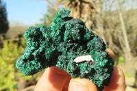 Natural Chatoyant Silky Malachite Specimens  x 12 From Kasompe, Congo