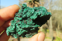 Natural Chatoyant Silky Malachite Specimens  x 12 From Kasompe, Congo