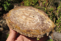 Polished Petrified Podocarpus Wood Slices x 3 From Gokwe, Zimbabwe