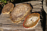 Polished Petrified Podocarpus Wood Slices x 3 From Gokwe, Zimbabwe