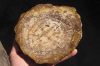 Polished Petrified Podocarpus Wood Slices x 3 From Gokwe, Zimbabwe