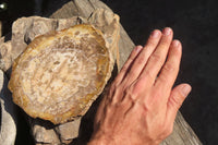 Polished Petrified Podocarpus Wood Slices x 3 From Gokwe, Zimbabwe