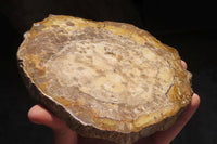 Polished Petrified Podocarpus Wood Slices x 3 From Gokwe, Zimbabwe