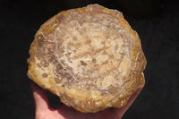 Polished Petrified Podocarpus Wood Slices x 3 From Gokwe, Zimbabwe