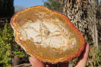 Polished Petrified Podocarpus Wood Slices x 3 From Gokwe, Zimbabwe