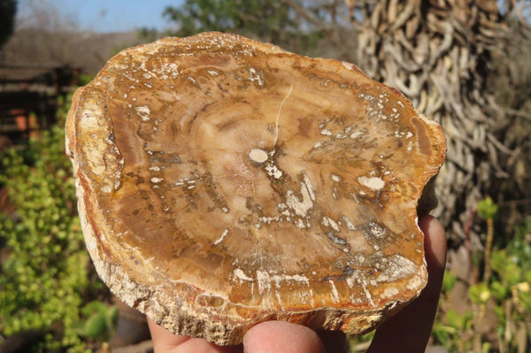 Polished Petrified Podocarpus Wood Slices x 3 From Gokwe, Zimbabwe