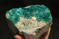 Natural Extra Large Dioptase Dolomite Specimen  x 1 From Congo