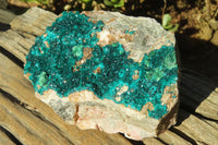 Natural Extra Large Dioptase Dolomite Specimen  x 1 From Congo