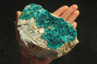 Natural Extra Large Dioptase Dolomite Specimen  x 1 From Congo