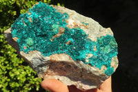 Natural Extra Large Dioptase Dolomite Specimen  x 1 From Congo