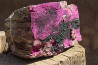 Natural XXL Pink Salrose Cobaltion Dolomite Specimen x 1 From Kakanda, Congo