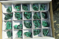 Natural Small Chatoyant Silky Malachite Specimens  x 20 From Kasompe, Congo