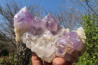 Natural Jacaranda Amethyst Clusters x 2 From Mumbwe, Zambia