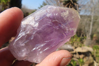 Natural Jacaranda Amethyst Crystals x 12 From Mumbwa, Zambia