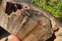 Polished Petrified Ironwood Bookends x 2 From Zimbabwe