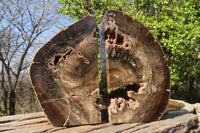 Polished Petrified Ironwood Bookends x 2 From Zimbabwe