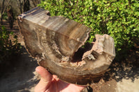 Polished Petrified Ironwood Bookends x 2 From Zimbabwe