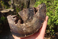 Polished Petrified Ironwood Bookends x 2 From Zimbabwe