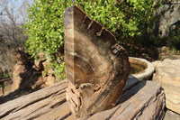 Polished Petrified Ironwood Bookends x 2 From Zimbabwe