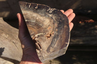 Polished Petrified Ironwood Bookends x 2 From Zimbabwe