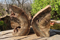 Polished Petrified Ironwood Bookends x 2 From Zimbabwe