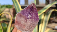 Natural Large Amethyst Crystals x 6 From Zambia